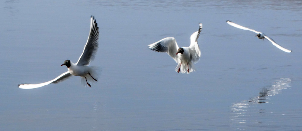 black-headed gulls