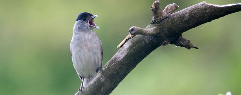 blackcap