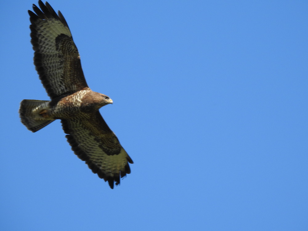 buzzard