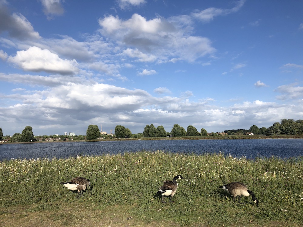 3 canada geese