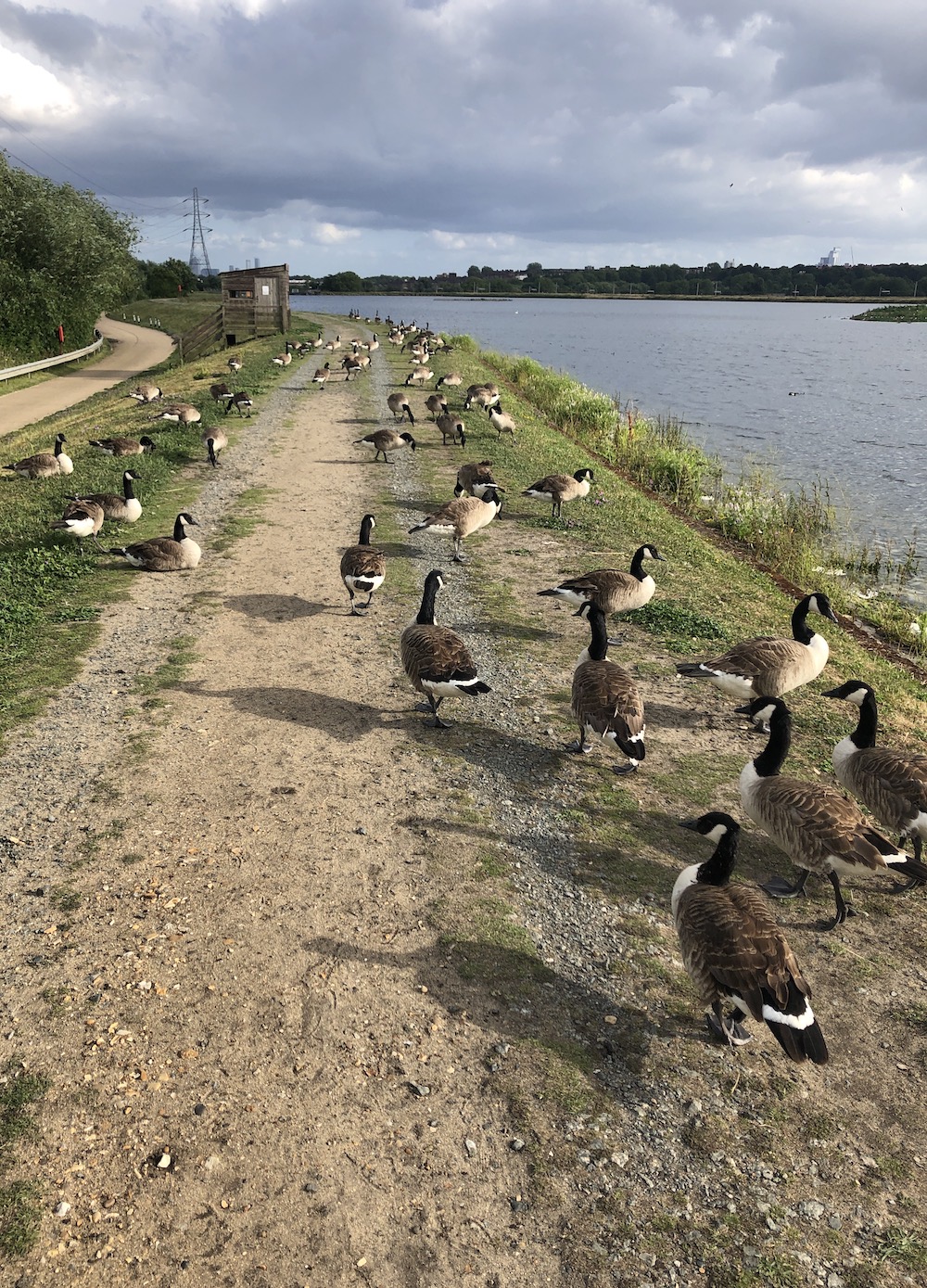 many canada geese