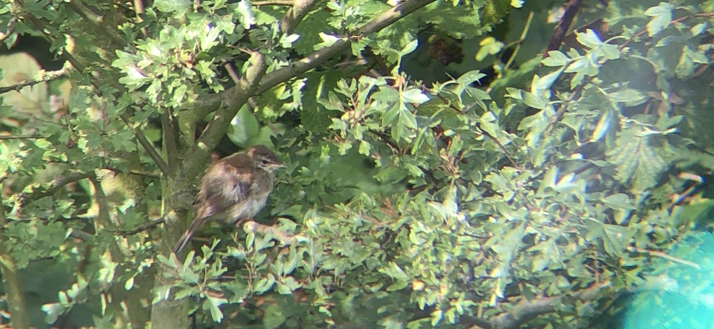 cetti's warbler