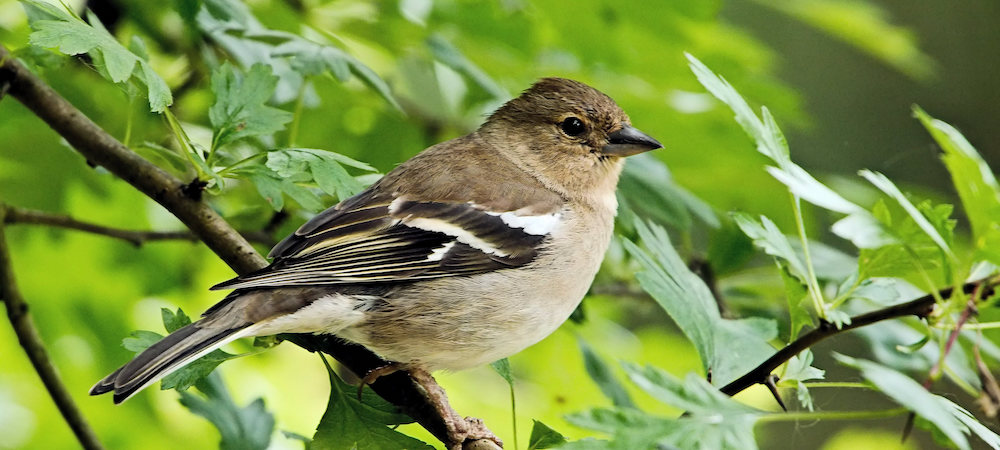 chaffinch