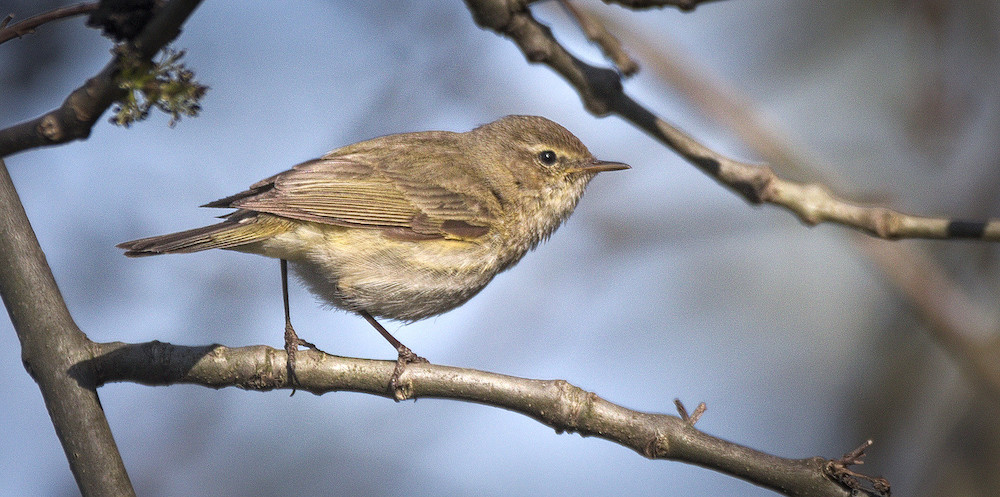 chiffchaff