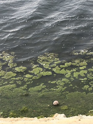Coconut floating in algae at the water's edge