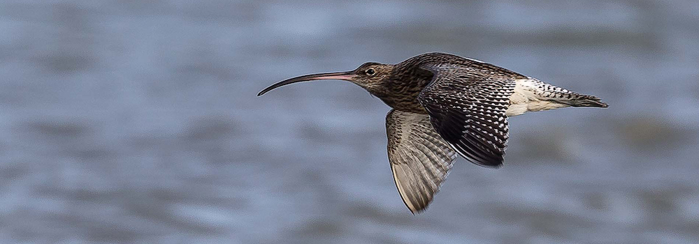 curlew