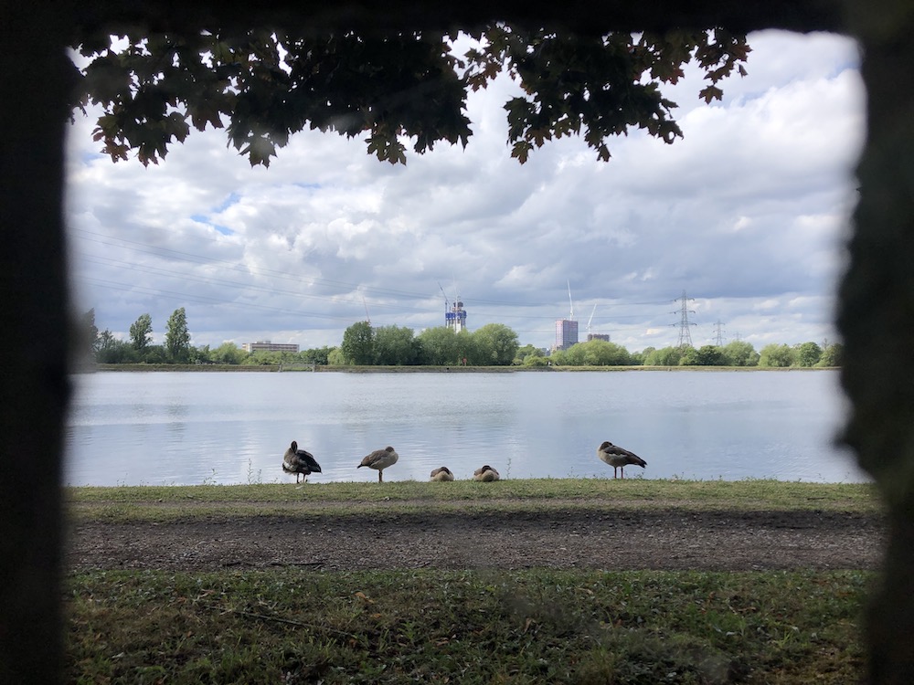 egyptian geese asleep