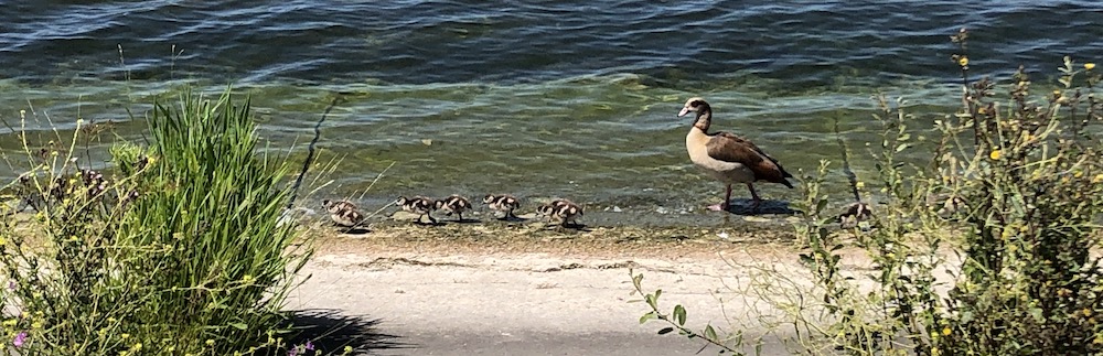 egyptian goose with goslings