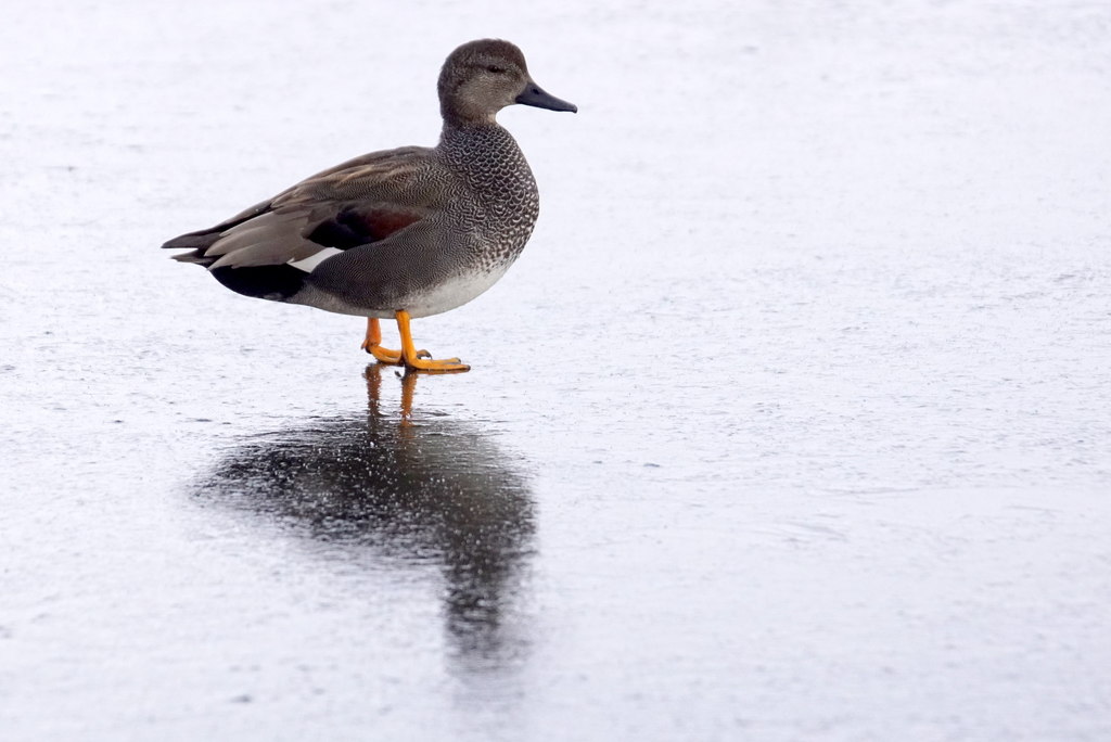 gadwall