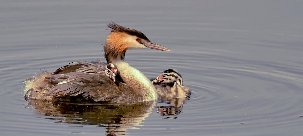 great crested crebe