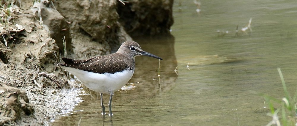 green sandpiper