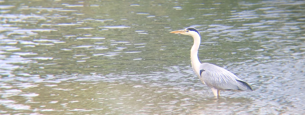 grey heron