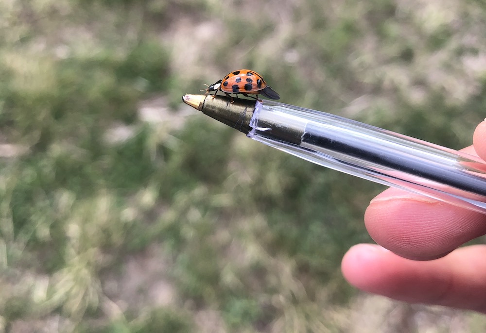 ladybird on pen