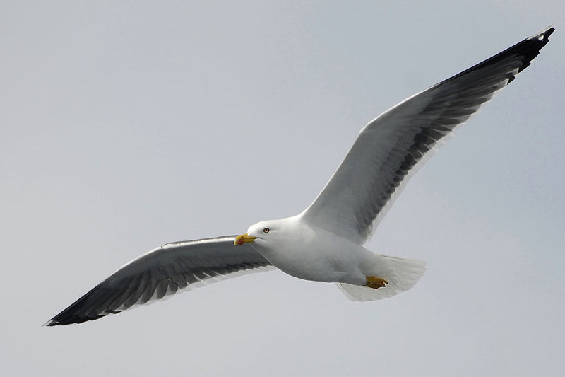 lesser black-backed gull