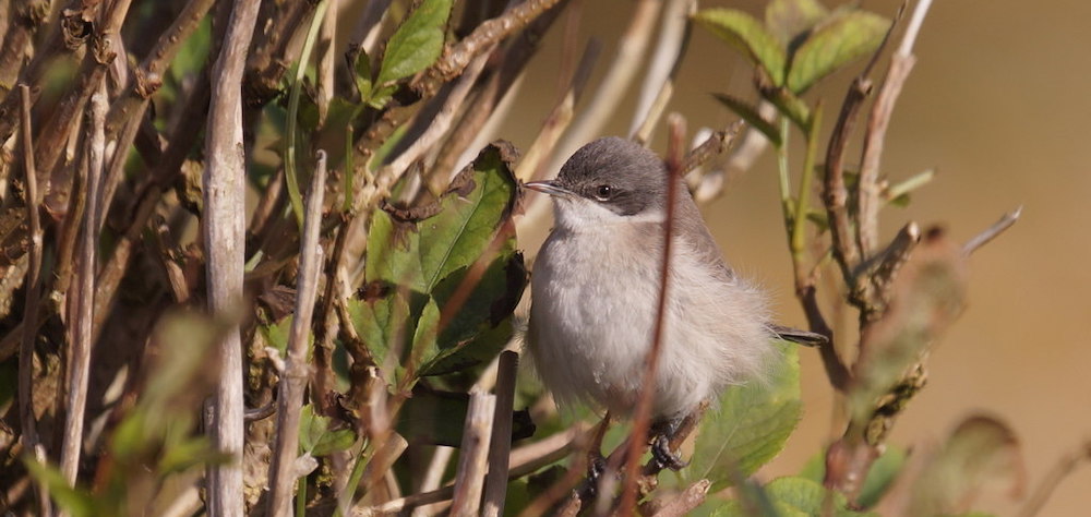 lesser whitethroat