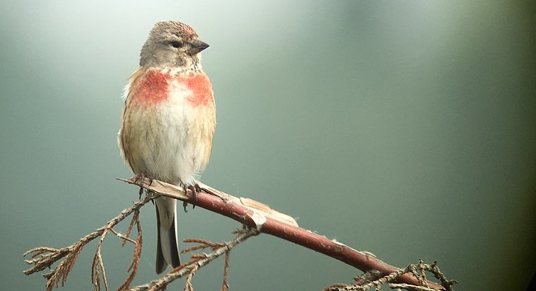 linnet