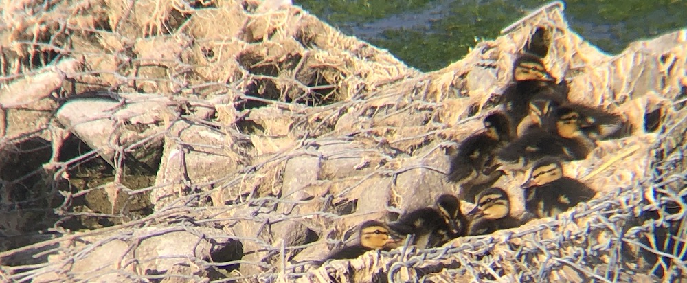 mallard ducklings