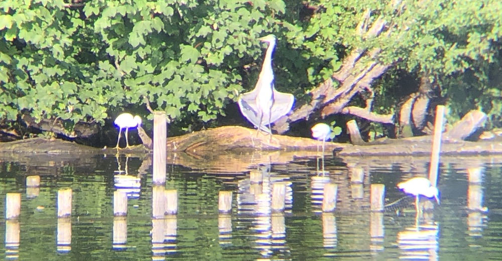 heron cooling in the sun