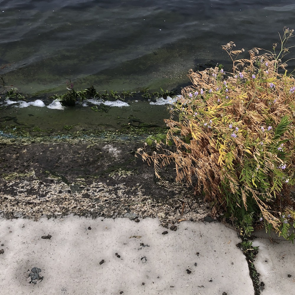 shoreline weeds