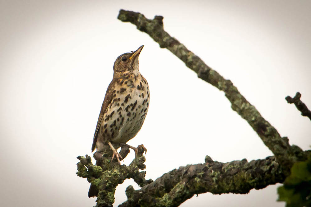 song thrush