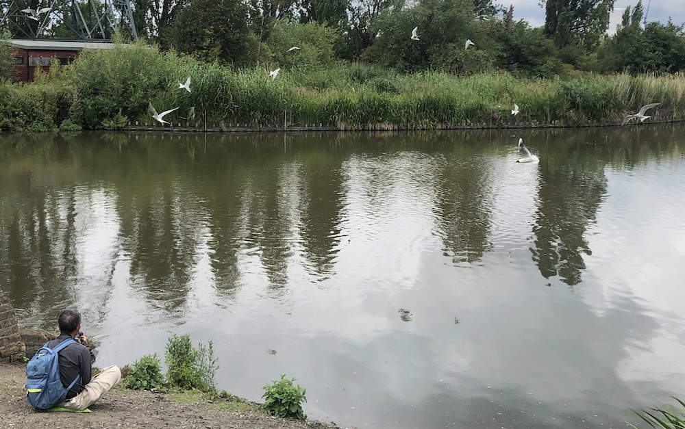 tern watcher