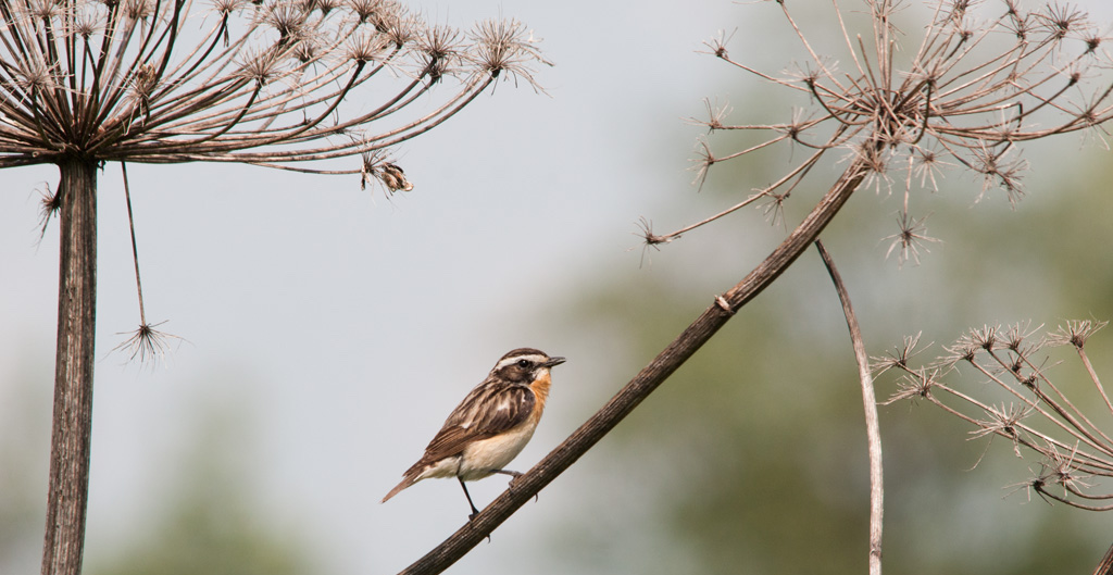 whinchat