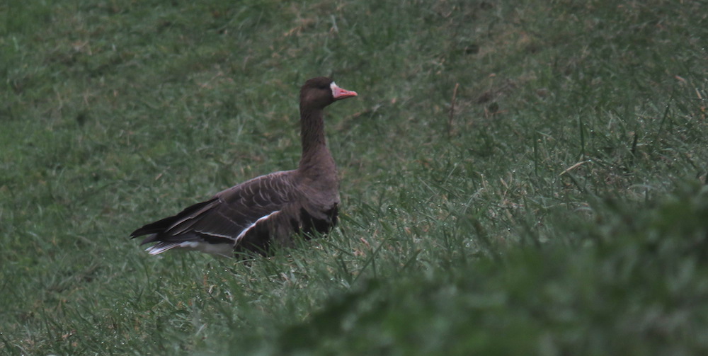 white-fronted-goose
