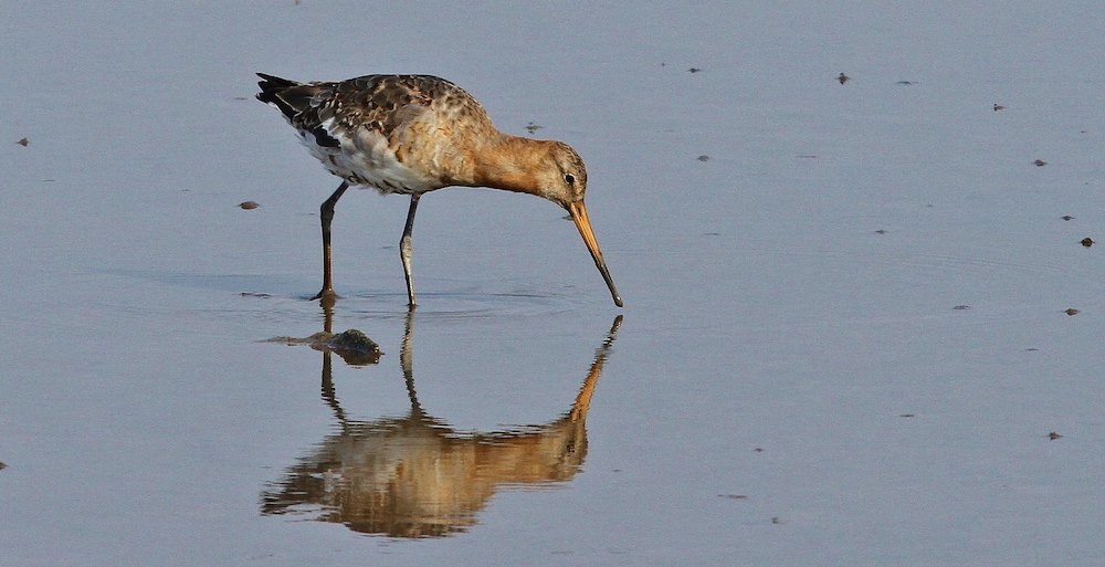 black-tailed-godwit