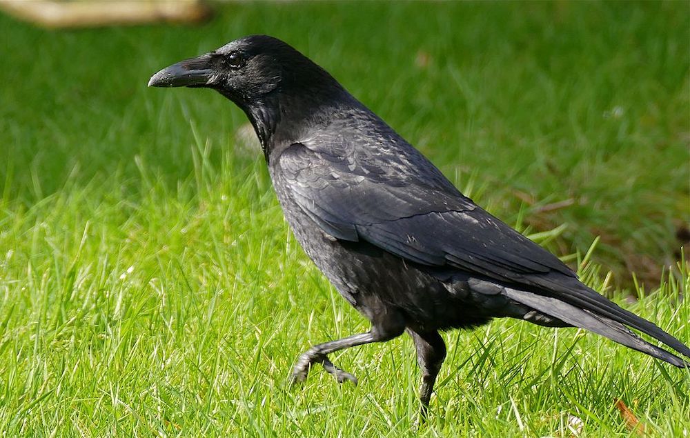 carrion crow