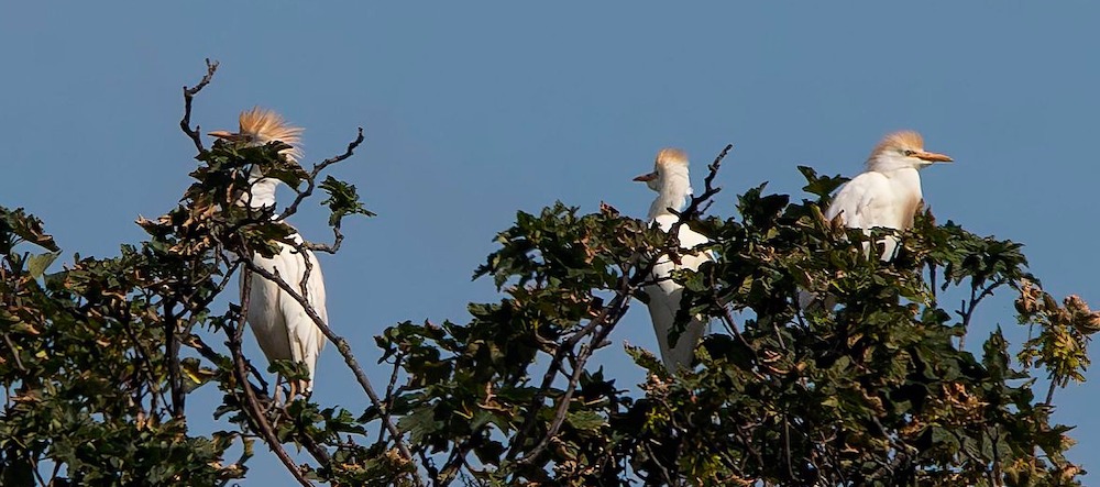 cattle egrets