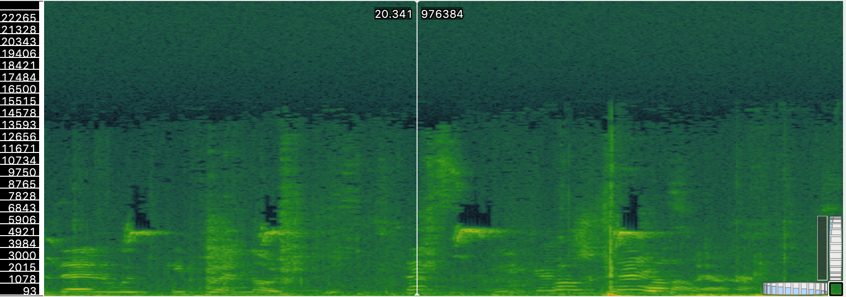 chiffchaffinch calls