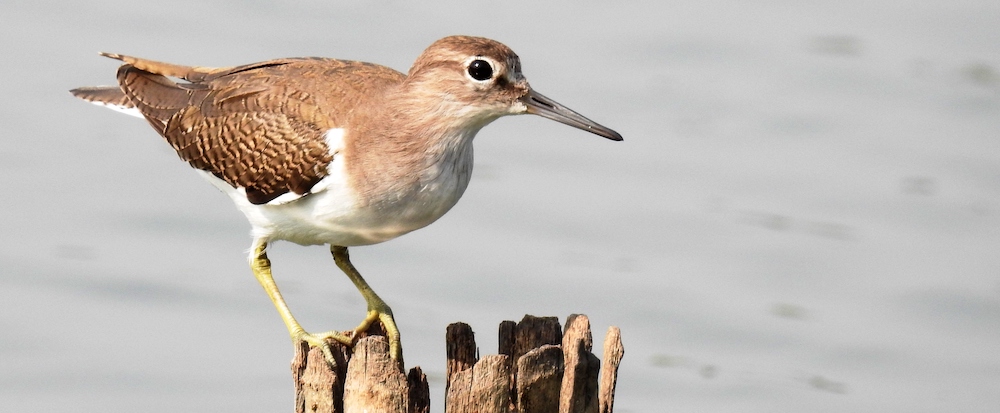 common sandpiper