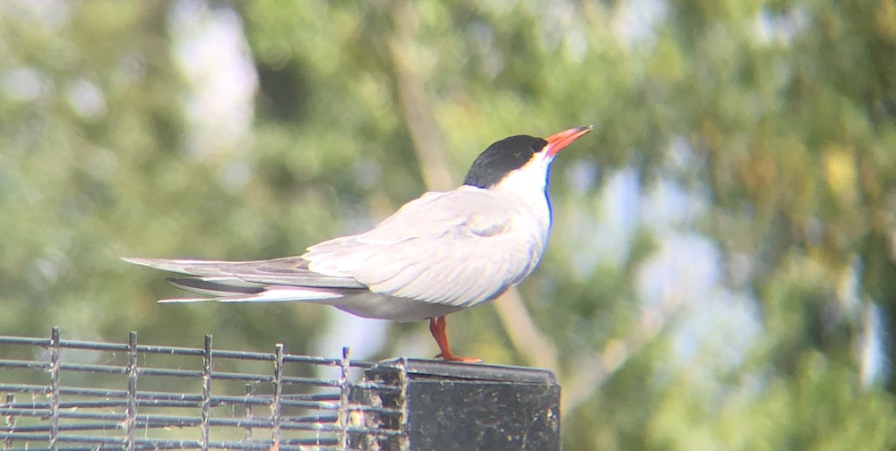 common tern