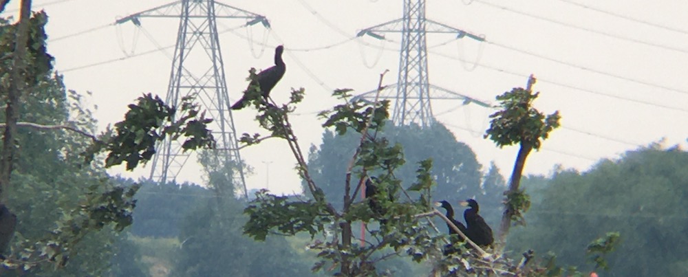 cormorants