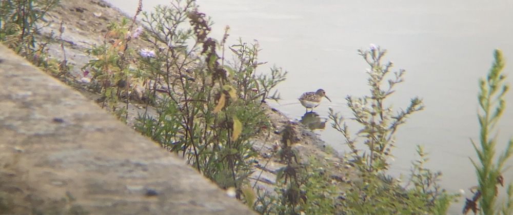 dunlin