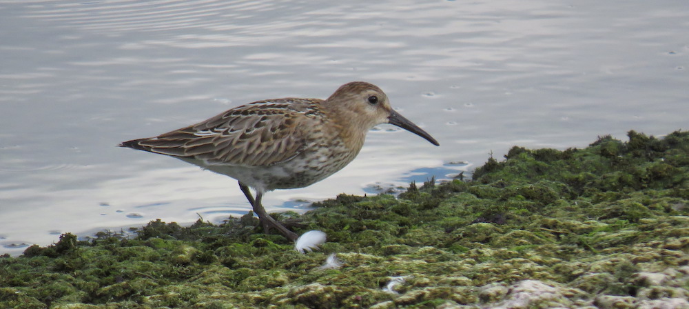 dunlin2