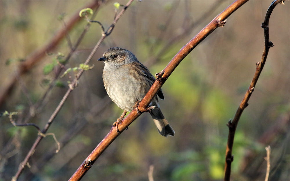 dunnock