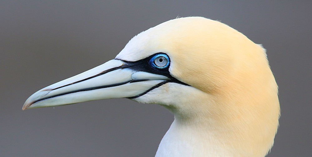 gannet