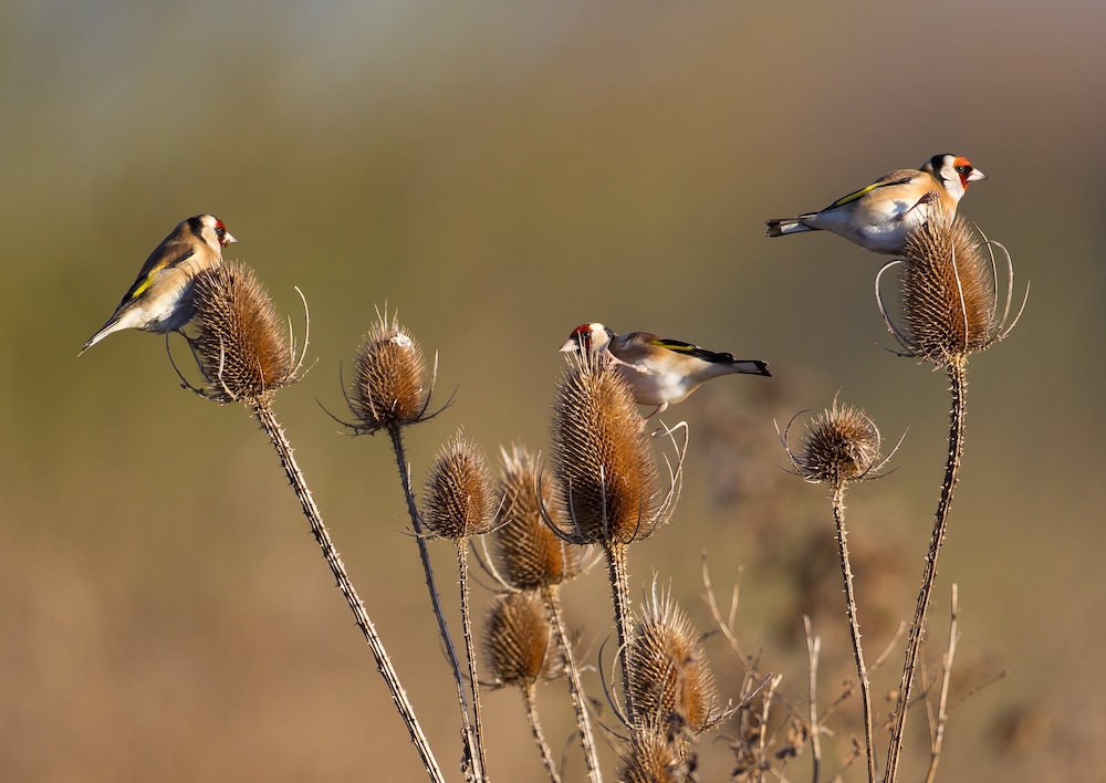 goldfinches