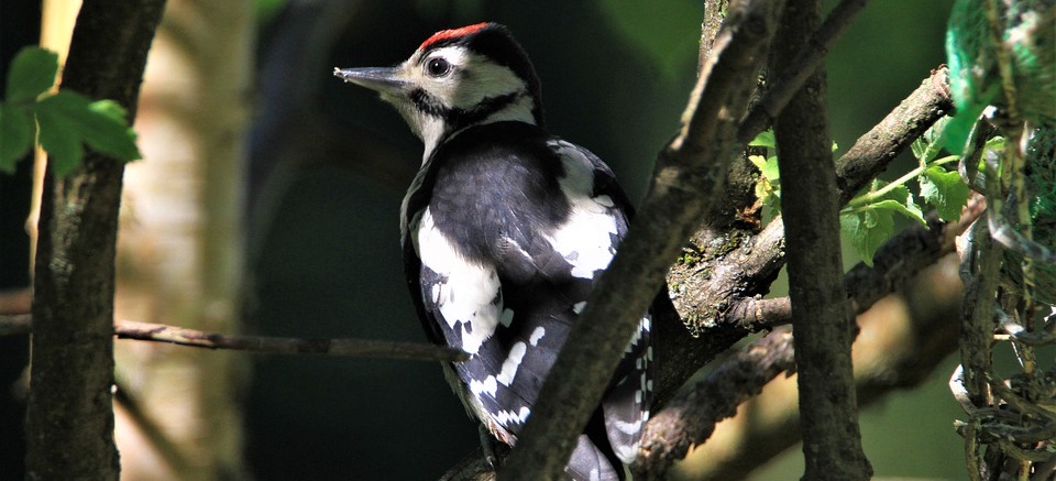 great spotted woodpecker