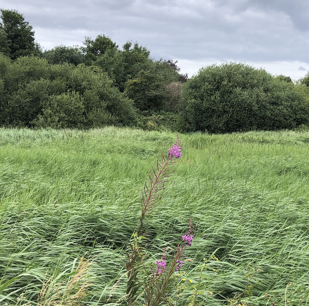 green reeds