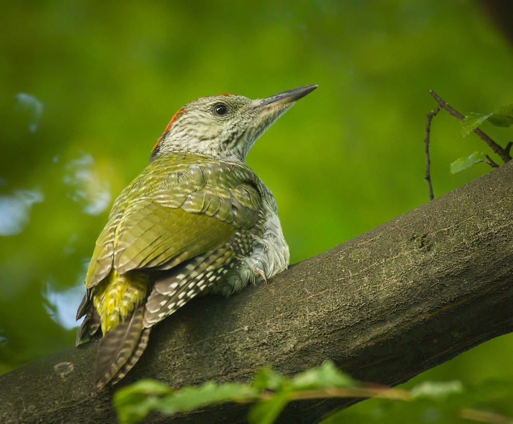 green woodpecker