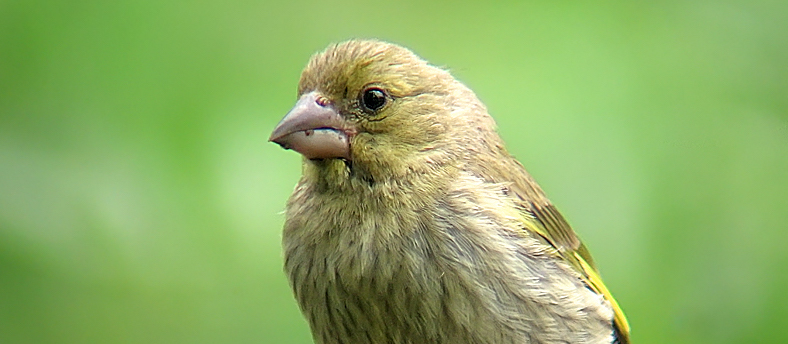 greenfinch