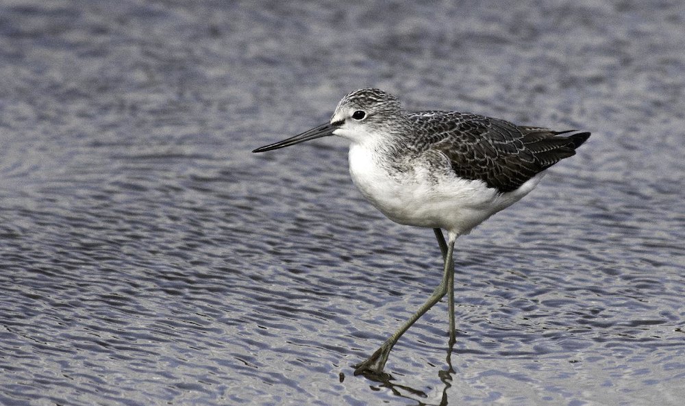 greenshank 