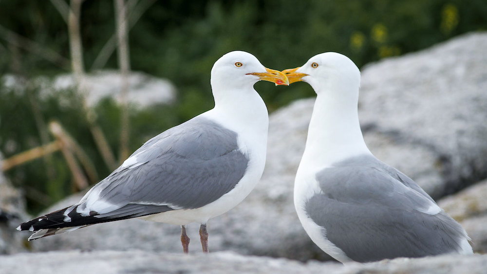 herring gull