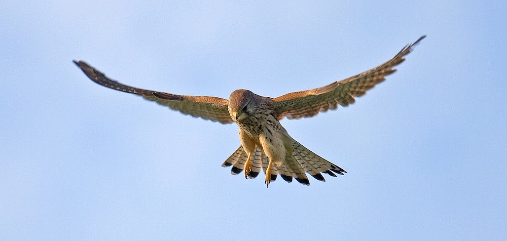 kestrel