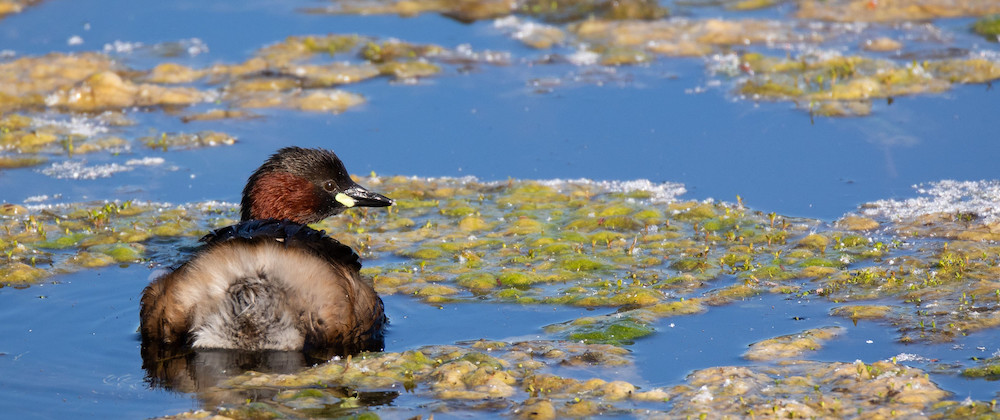 little grebe