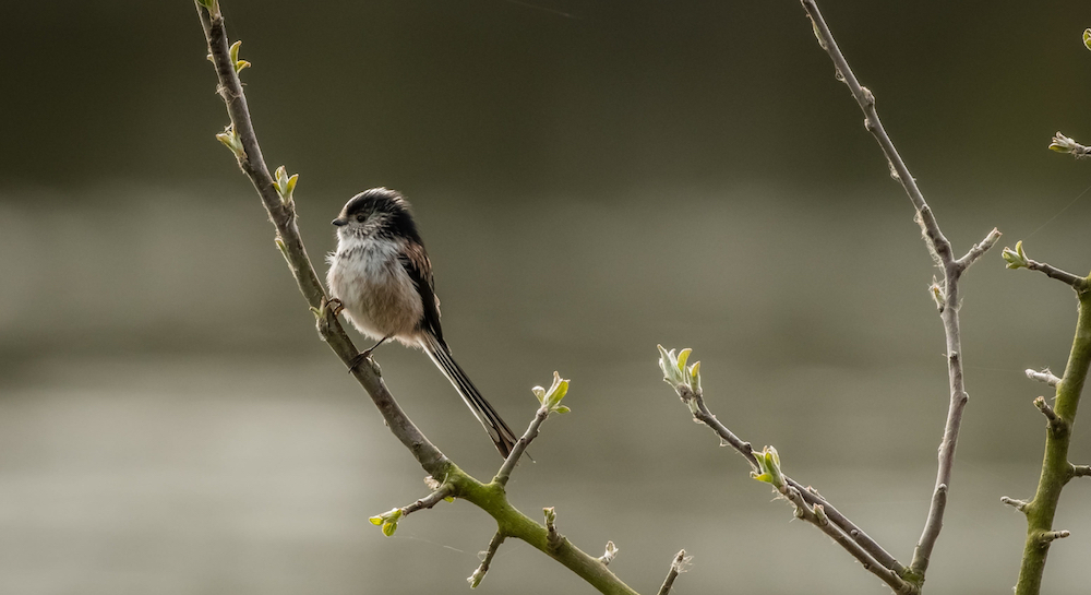 long-tailed tit