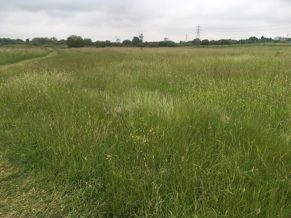 marshes