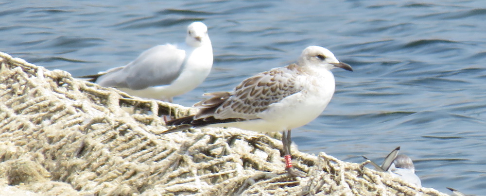 mediterranean-gull